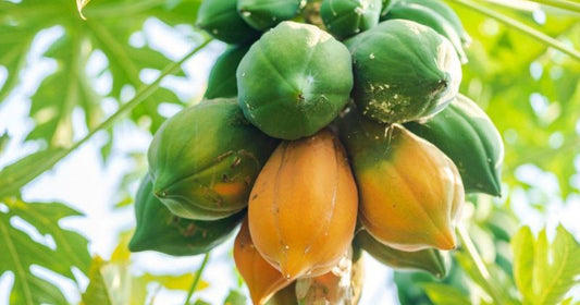 Is Papaya Face Wash Good For Skin?