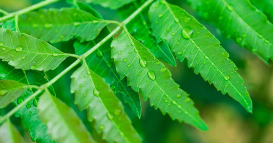 Does Neem Soap Lighten Skin?