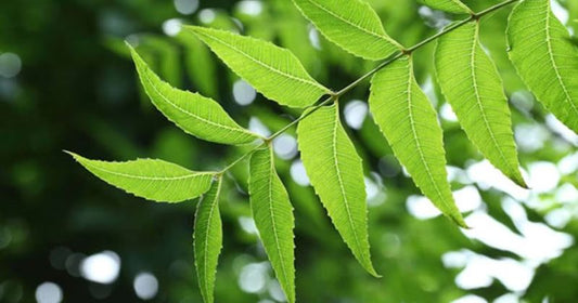 How Can You Glow Your Skin with Neem?