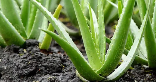How To Use Fresh Aloe Vera For Healthy Skin?